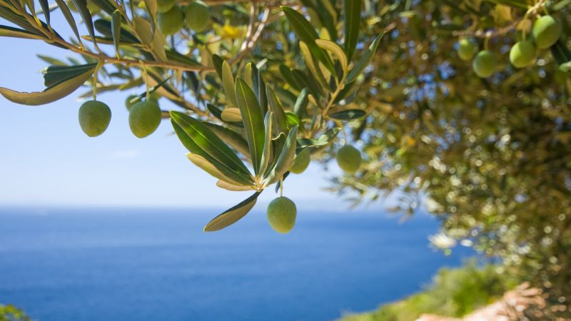 ulivo mare costa 91e86e60 - Olivicoltori, ultimi giorni per partecipare al Premio Ercole Olivario - 1 Olivicoltori, ultimi giorni per partecipare al Premio Ercole Olivario