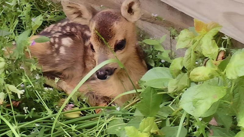 Caprioli in Aspromonte, cosa fare (e non fare) se incontriamo un cucciolo