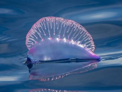 Caravella portoghese, presenze tropicali sulle rive dello Stretto