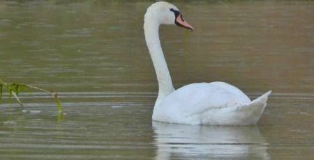 cigno reale crotone 9275ee76 - Meraviglie di Calabria - 38