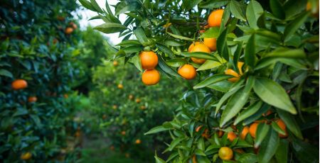 Clementine 2 93a6e89c - Meraviglie di Calabria - 9