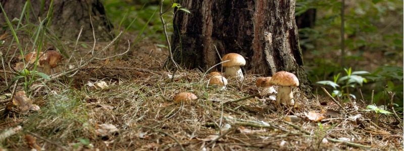 Micologi da tutta Italia nel Parco delle Serre per il Comitato dell’AMB