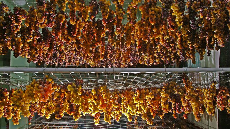 vino passito uva cantine viola saracena 0 93d87e49 - "Moscato di Saracena", gli eventi Retrogusti arrivano in Calabria - 1 “Moscato di Saracena”, gli eventi Retrogusti arrivano in Calabria