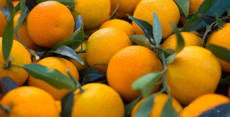 Clementine 0 940f1ff3 - Meraviglie di Calabria - 5