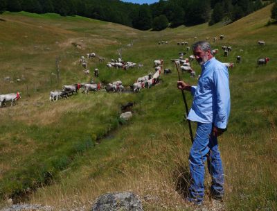 Figli del Minotauro, in Spagna la storia della transumanza calabrese