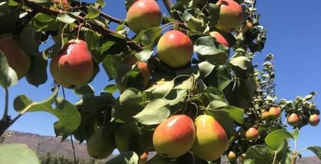 pera Eden Gold1 e1708333268329 94a8618e - Meraviglie di Calabria - 1
