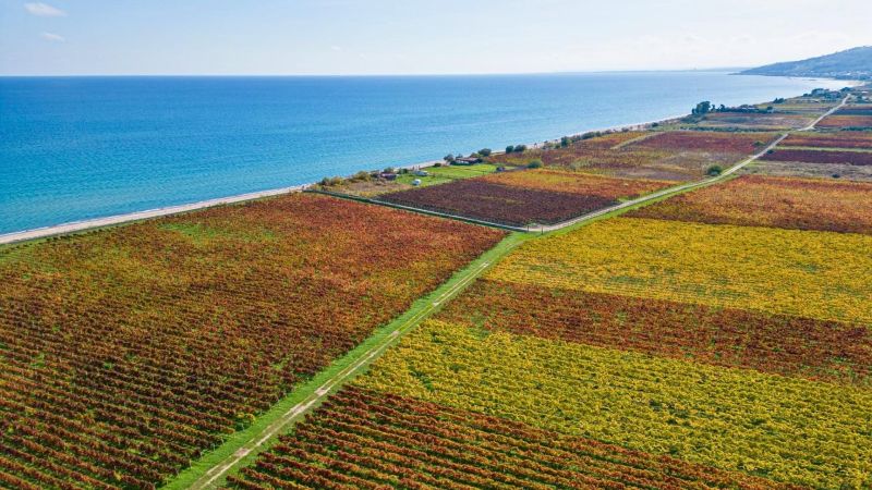Cirò verso la Wine Night, gli eventi Off e i Wine Tour tra le vigne