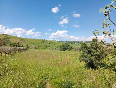 Dagli Usa in Calabria per dar vita ad un orto comune. La proposta di Francesco Incoronato