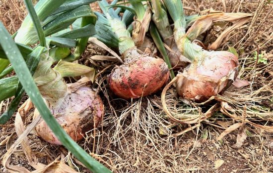 Cipolla bianca di Castrovillari 4 962c283d - Meraviglie di Calabria - 3