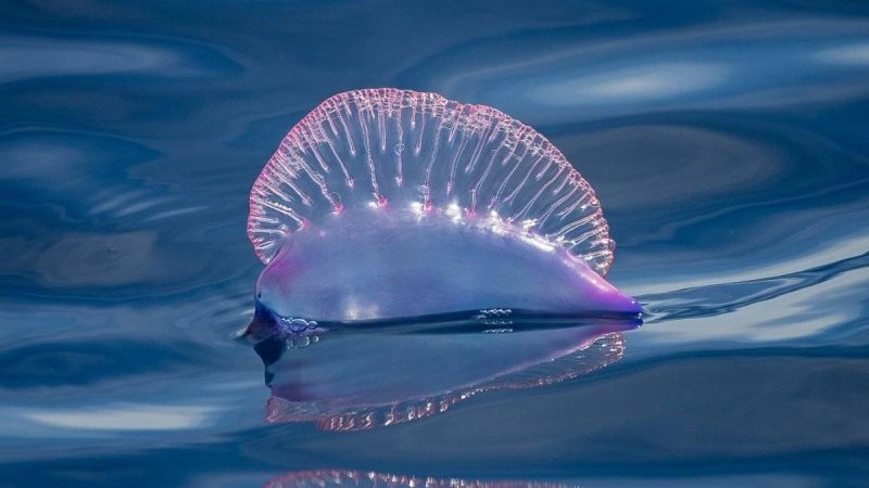Caravella portoghese, presenze tropicali sulle rive dello Stretto