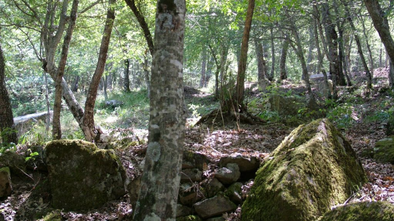 comune di castroregio 961915f4 - Il mistero dei megaliti nel bosco di Castroregio - 1 Il mistero dei megaliti nel bosco di Castroregio