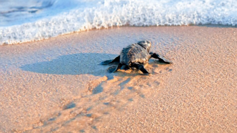Le caretta-caretta scelgono Botricello per depositare le uova