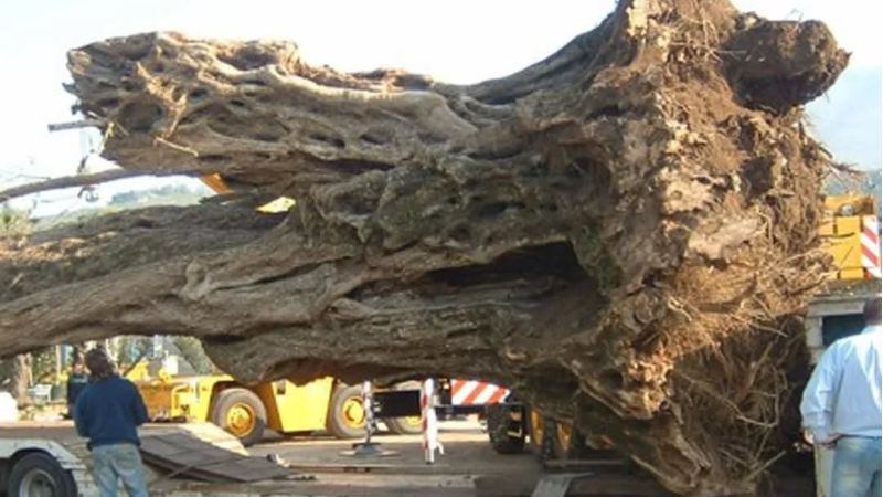 ulivo patriarca 9 97147163 - Storia dell'olivo calabrese divenuto in Puglia simbolo di resilienza - 1 Storia dell’olivo calabrese divenuto in Puglia simbolo di resilienza