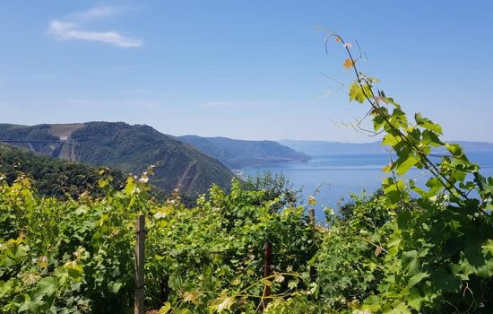 uva zibibbo bagnara 5 97abdd5a - Meraviglie di Calabria - 1