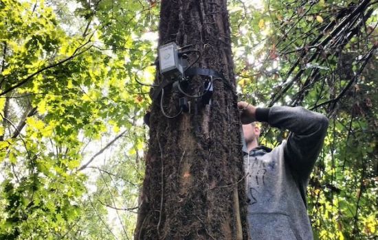 Sorgenia Rigeneraboschi TreeTalkers2 2 98c2b0b1 - Meraviglie di Calabria - 8