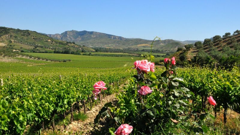 Vigneti Librandi 2 99f406e6 - Tra i vigneti Librandi i Campionati di cross e il terzo Trofeo Città del vino - 1 Tra i vigneti Librandi i Campionati di cross e il terzo Trofeo Città del vino