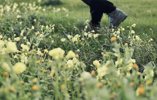 foraging 4 991efee0 - Meraviglie di Calabria - 33