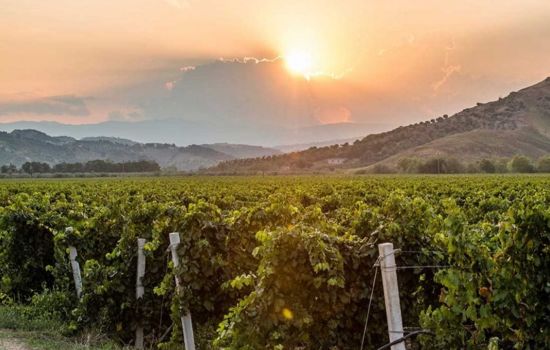vigneti Ciro 99c09f68 - Meraviglie di Calabria - 1