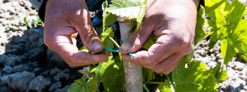Vini di Strongoli, i primi passi verso il riconoscimento della DOC