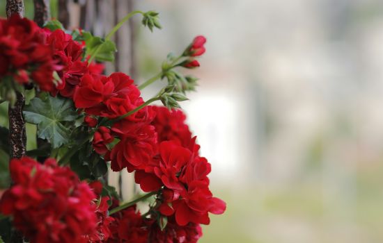 fiori 9bb59b05 - Meraviglie di Calabria - 1