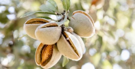 Mandorla albero 1 scaled 9ce1d8dd - Meraviglie di Calabria - 39