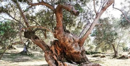 60933951 383708115577635 6042838751715772758 n e1678722235398 9dc13280 - Meraviglie di Calabria - 2