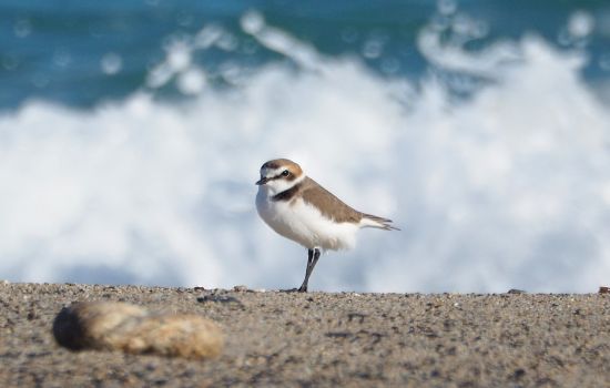 Lipu Fratino Foto Rosario Balestrieri 4 a 9dc4809a - Meraviglie di Calabria - 1