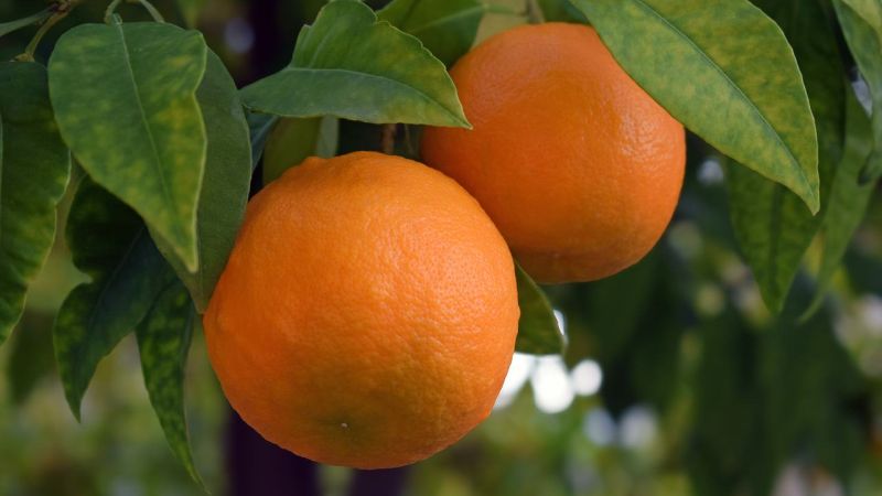 arancia biondo tardivo trebisacce 1 9d2f6188 - “Arancia Bionda Tardiva di Trebisacce”: nasce un nuovo Presidio Slow Food - 1 “Arancia Bionda Tardiva di Trebisacce”: nasce un nuovo Presidio Slow Food