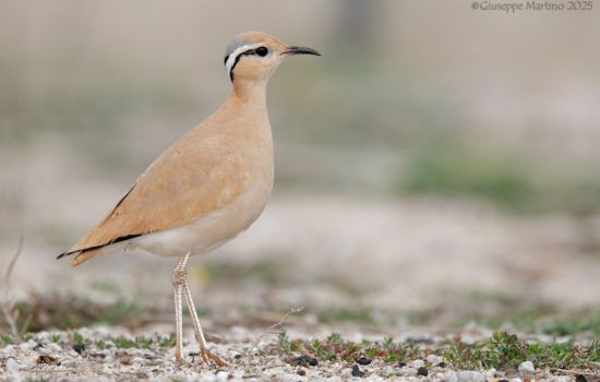 uccello corrione biondo Cursorius cursor ph Giuseppe Martino Stazione Ornitologica Calabrese 1200x800 1 9d14791a - Meraviglie di Calabria - 35