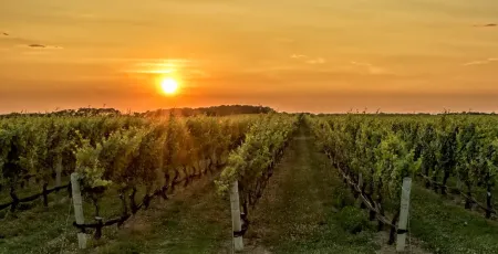 vigneti calabria e1707152323397 9da7e406 - Meraviglie di Calabria - 27