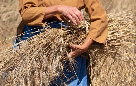 Campo Grano Slow grains 3 9ec2922c - Meraviglie di Calabria - 1