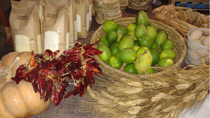 cedri 4 9f8a7f02 - UNPLI, il tour agroalimentare-culturale nella Riviera dei Cedri - 1 UNPLI, il tour agroalimentare-culturale nella Riviera dei Cedri