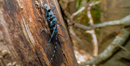 Aspromonte Rosalia Alpina scaled a0609936 - Meraviglie di Calabria - 15