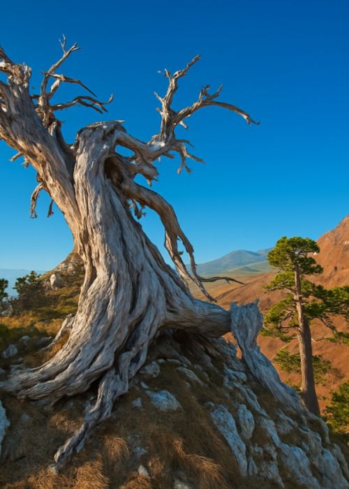 pino loricato parco del pollino a03c8d1b - Home - 19 Il Pollino