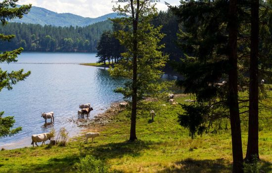 Sila lago Cecita Ph Mario Greco 3 a1d4eee1 - Meraviglie di Calabria - 1