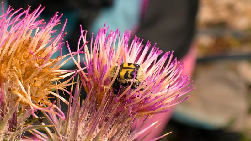 Bioblitz nel Parco del Pollino, alla scoperta della biodiversità