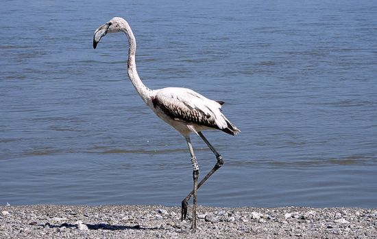 Riserva naturale della Foce del Crati 6 a a2663881 - Meraviglie di Calabria - 3