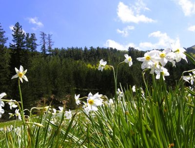 FORbEST, ricercatori europei in Sila per studiare le foreste primarie