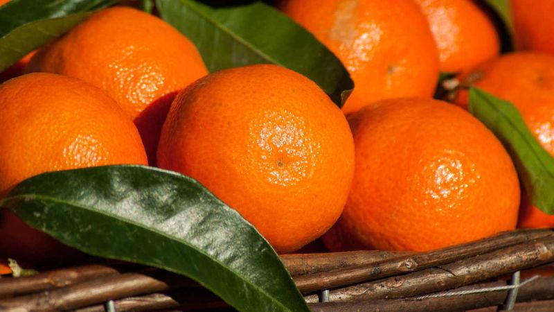 A Corigliano-Rossano la prima Festa delle Clementine