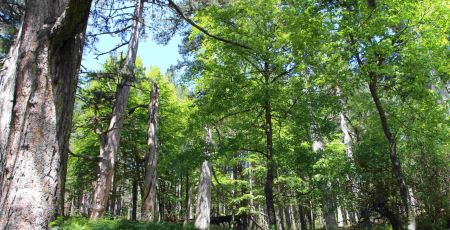 giganti della sila ph FAI 1 scaled a2f71a02 - Meraviglie di Calabria - 26