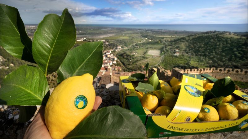 332089895 508525828131979 8834356726964896864 n a3aaefba - A Rocca Imperiale, una giornata studio dedicata al limone IGP - 1 A Rocca Imperiale, una giornata studio dedicata al limone IGP