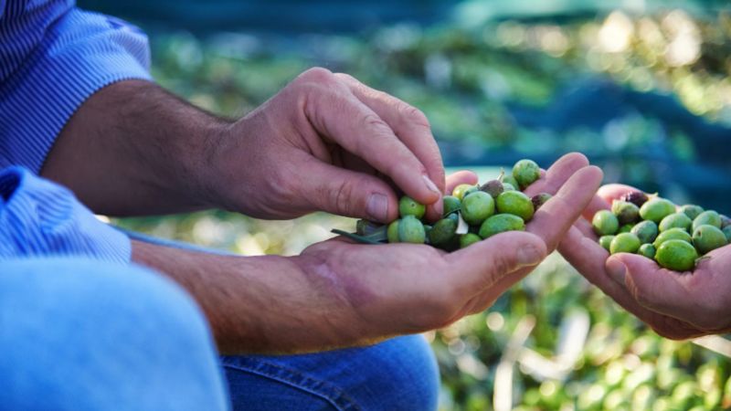 Guida Extravergini Slow Food 2026, tre aziende calabresi tra le migliori