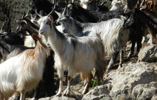 capre 1 a377c39f - Meraviglie di Calabria - 1