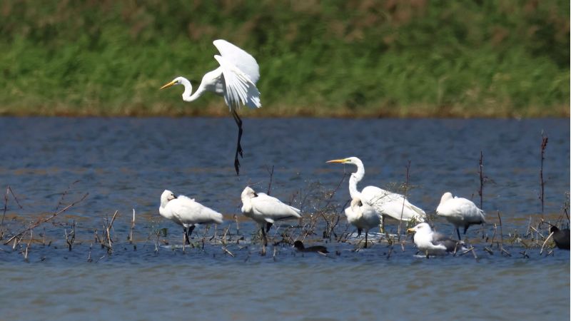 Eurobirdwatch, in Calabria giornate dedicate all’osservazione della natura