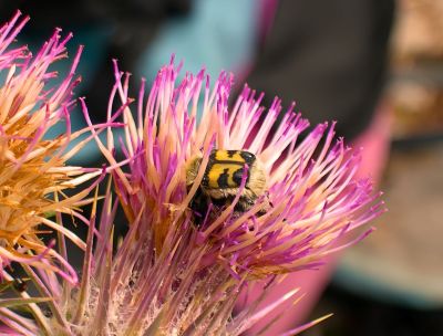Bioblitz nel Parco del Pollino, alla scoperta della biodiversità