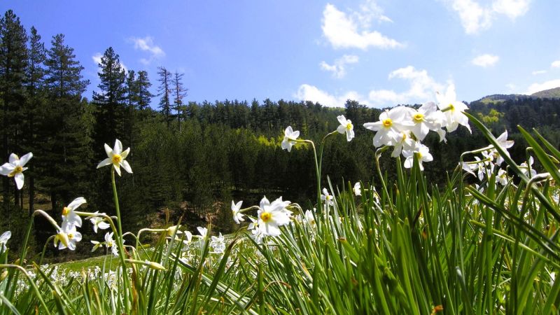 FORbEST, ricercatori europei in Sila per studiare le foreste primarie