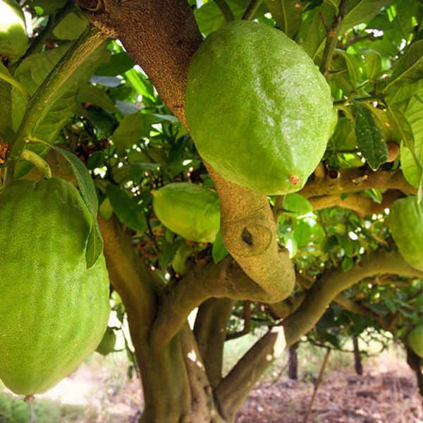 Il diamante giallo, il Cedro di Santa Maria del Cedro su RaiPlay