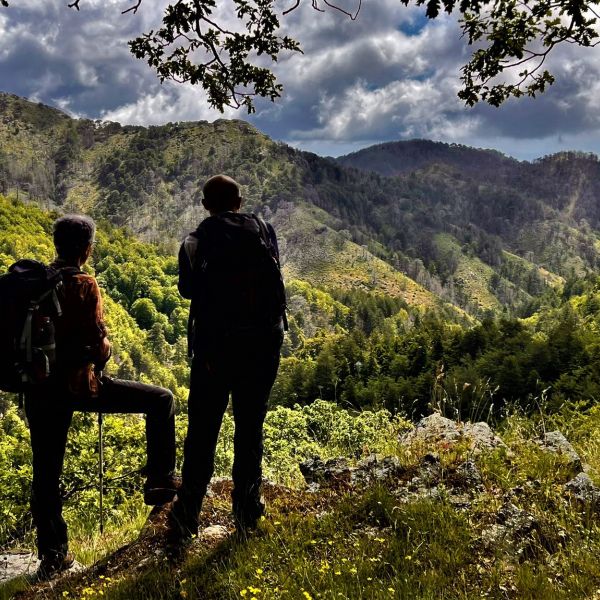 Lungo la strada di un altro Aspromonte: da Google Maps ai nostri patriarchi verdi