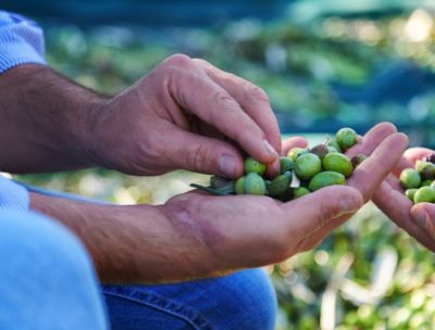 Guida Extravergini Slow Food 2026, tre aziende calabresi tra le migliori