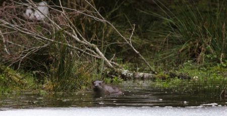 Sila Lontra ph Alfredo Bruno a7fe0ff3 - Meraviglie di Calabria - 25